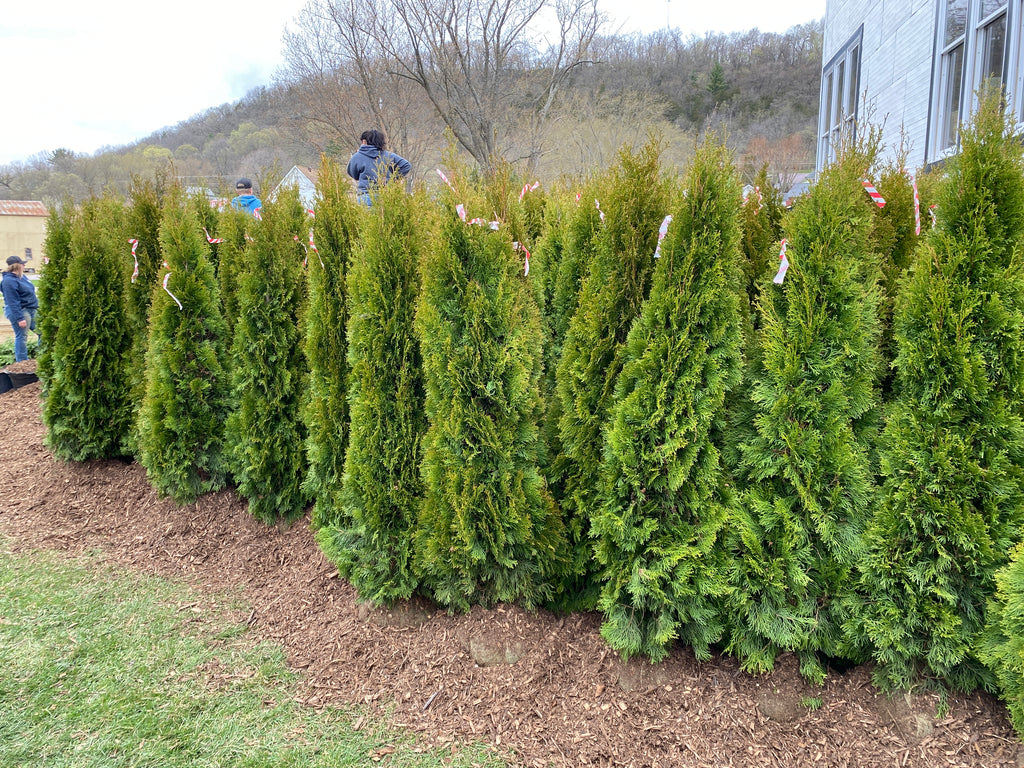 Ornamental Trees — Roots to Fruits Nursery