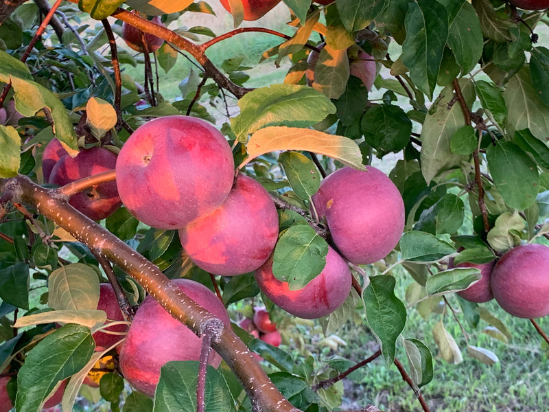 Cortland Apple Tree