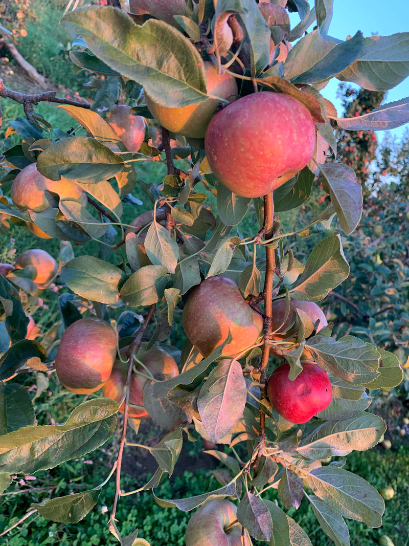 Keepsake Apple Tree