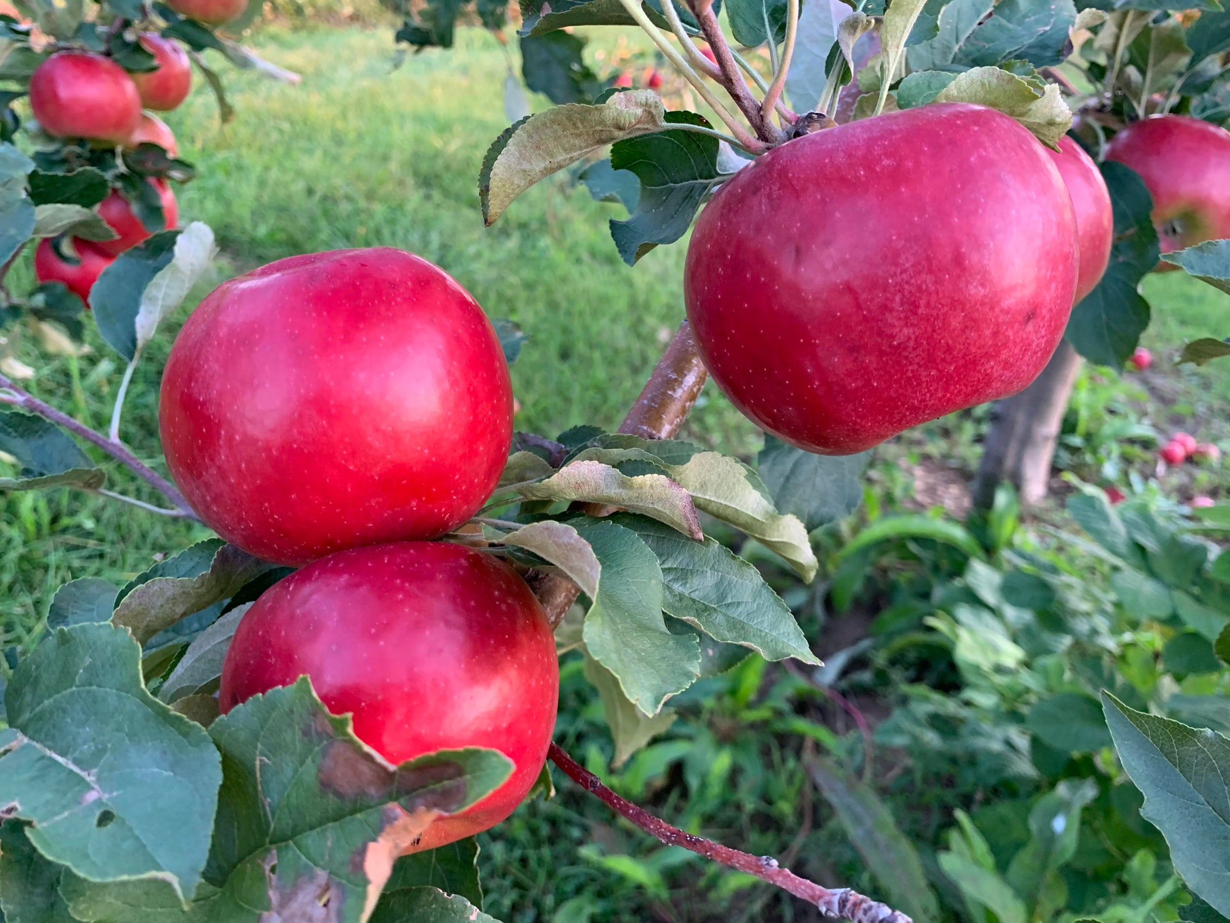 Cortland Apple Tree — Roots to Fruits Nursery