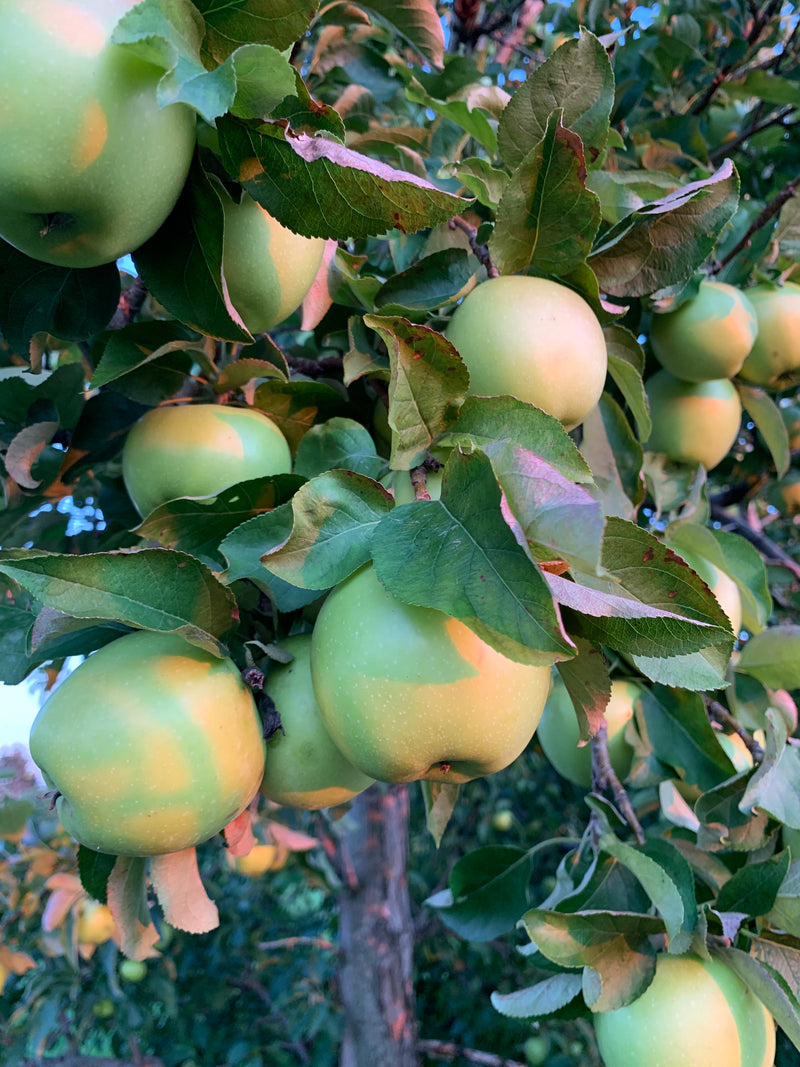 Granny Smith Apple Trees — Roots to Fruits Nursery