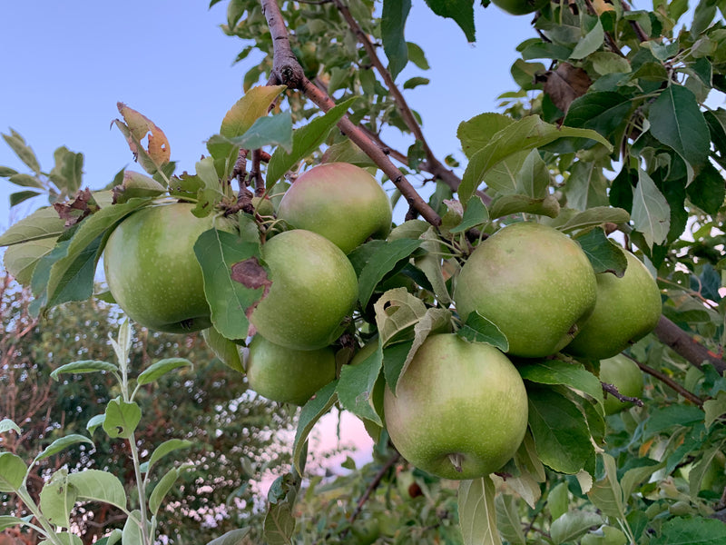 Granny Smith Apple Trees — Roots to Fruits Nursery