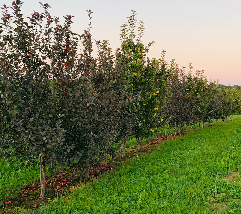 Deluxe Backyard Orchard Starter Collection