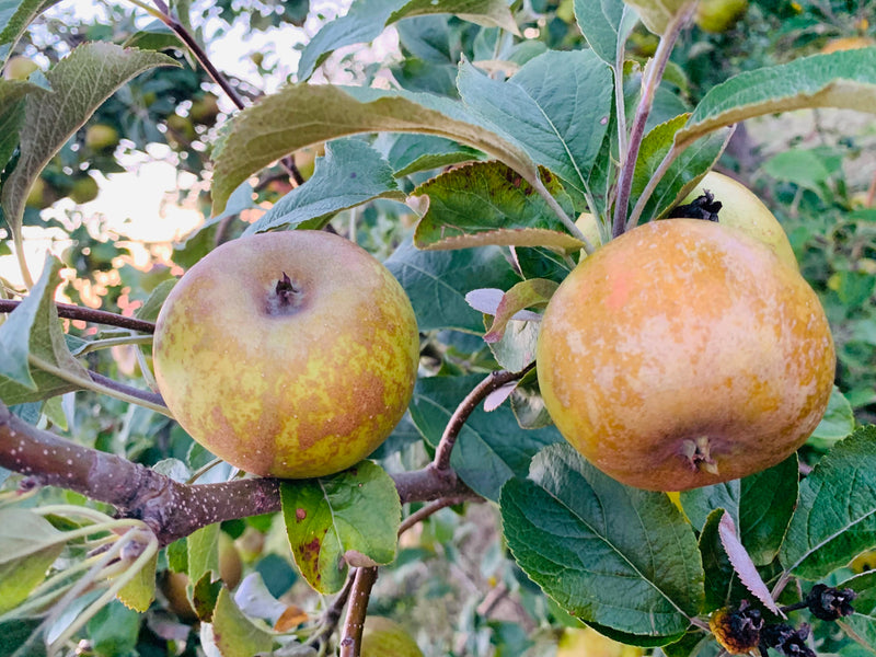 Golden Russet Apple Trees