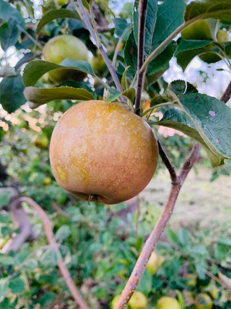Golden Russet Apple Trees