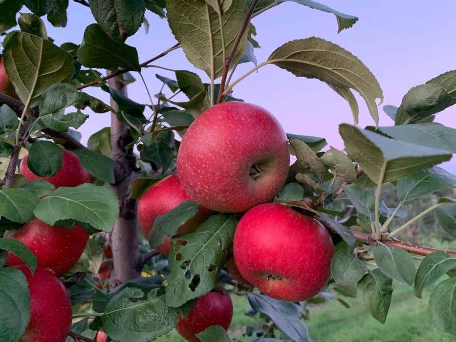 Crimson Crisp Apple