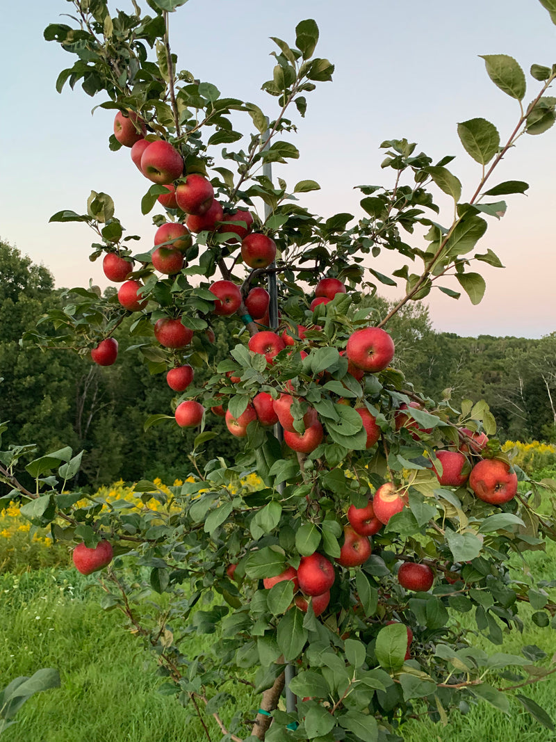 CrimsonCrisp® Apple Tree
