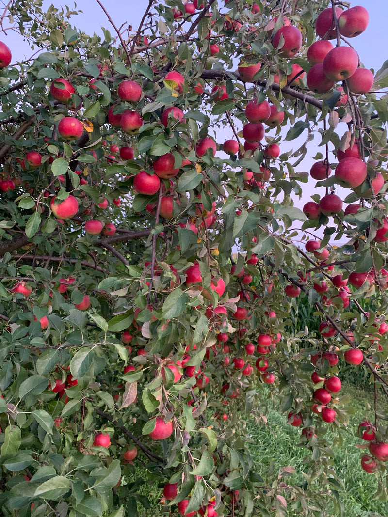King David Apple Trees