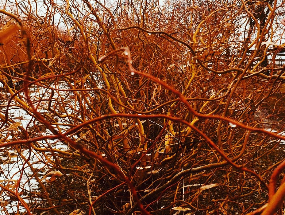 Golden Corkscrew Willow