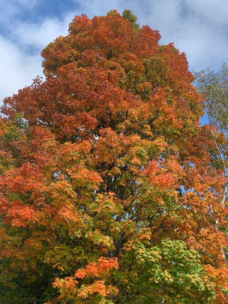 Norway Maple Trees