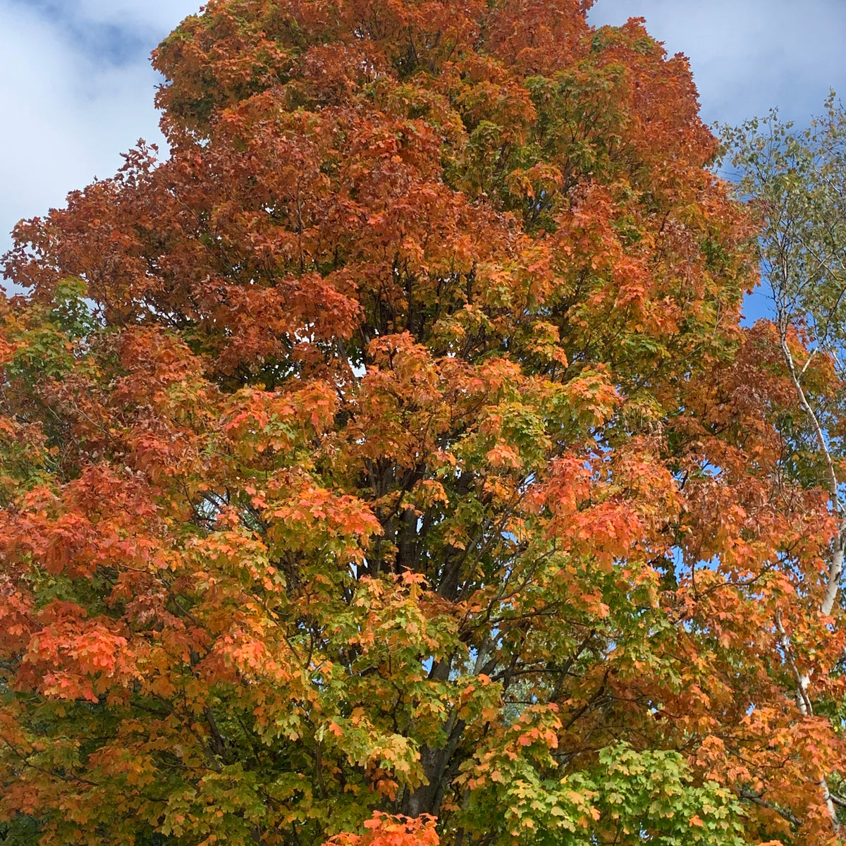 Norway Maple Trees — Roots to Fruits Nursery