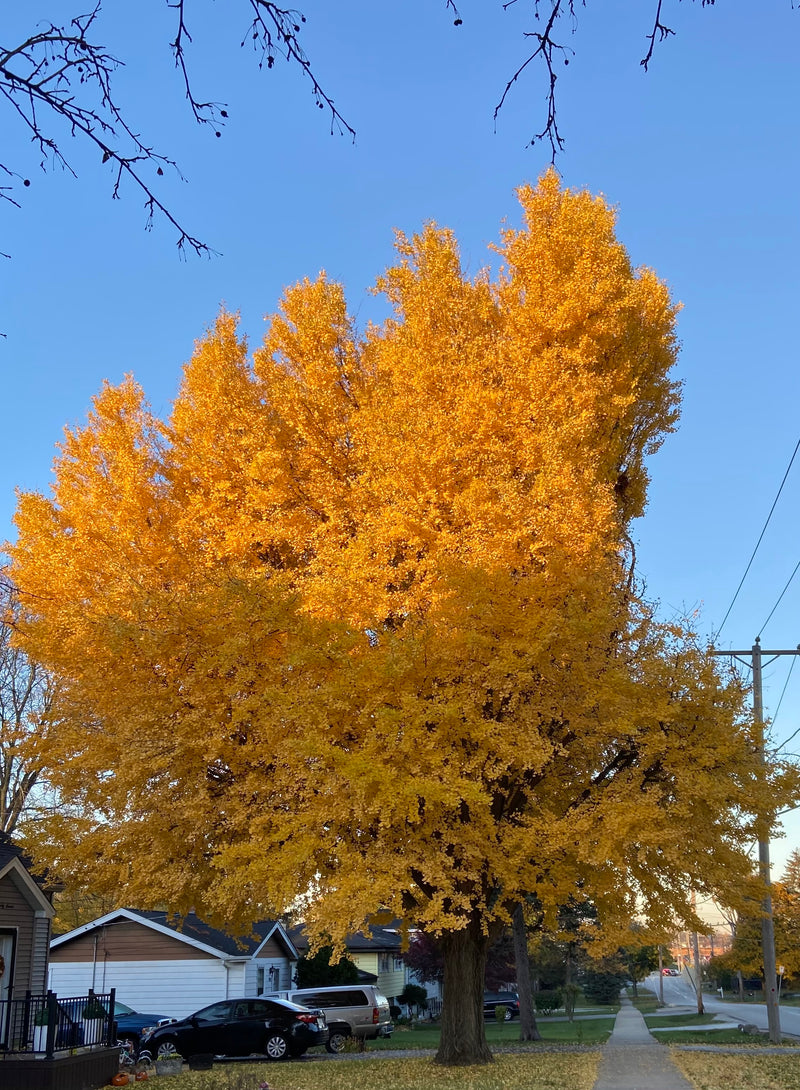 Autumn Gold Gingko Tree