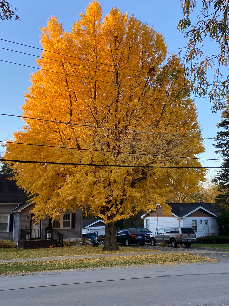 Autumn Gold Gingko Tree