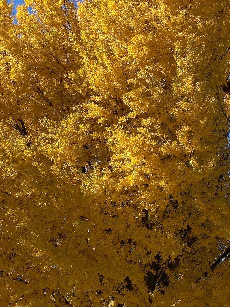 Autumn Gold Gingko Tree
