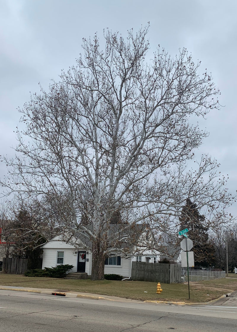 Exclamation Sycamore Trees