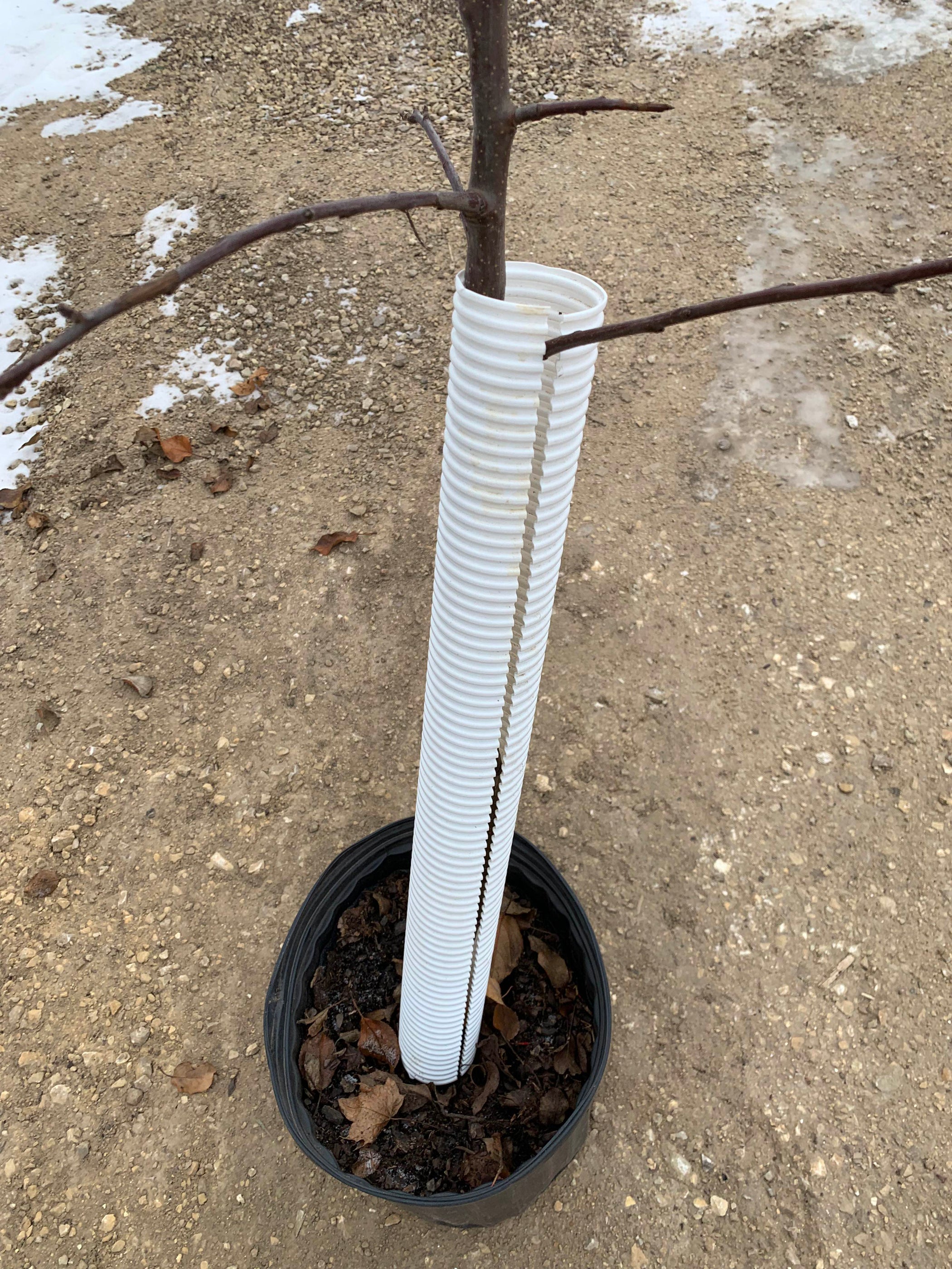 Fruit Fall Guard Tree Guards — Roots to Fruits Nursery