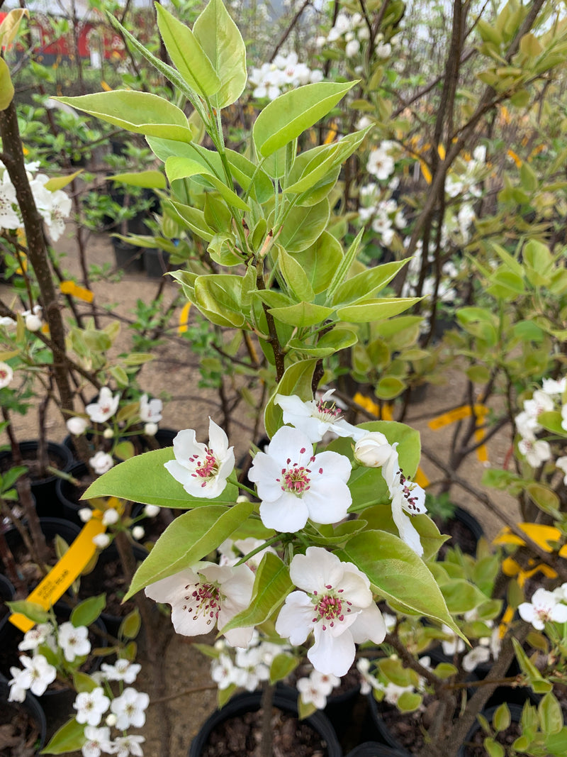Hosui Asian Pear Tree