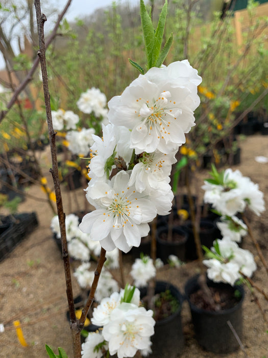 Icicle Flowering Peach