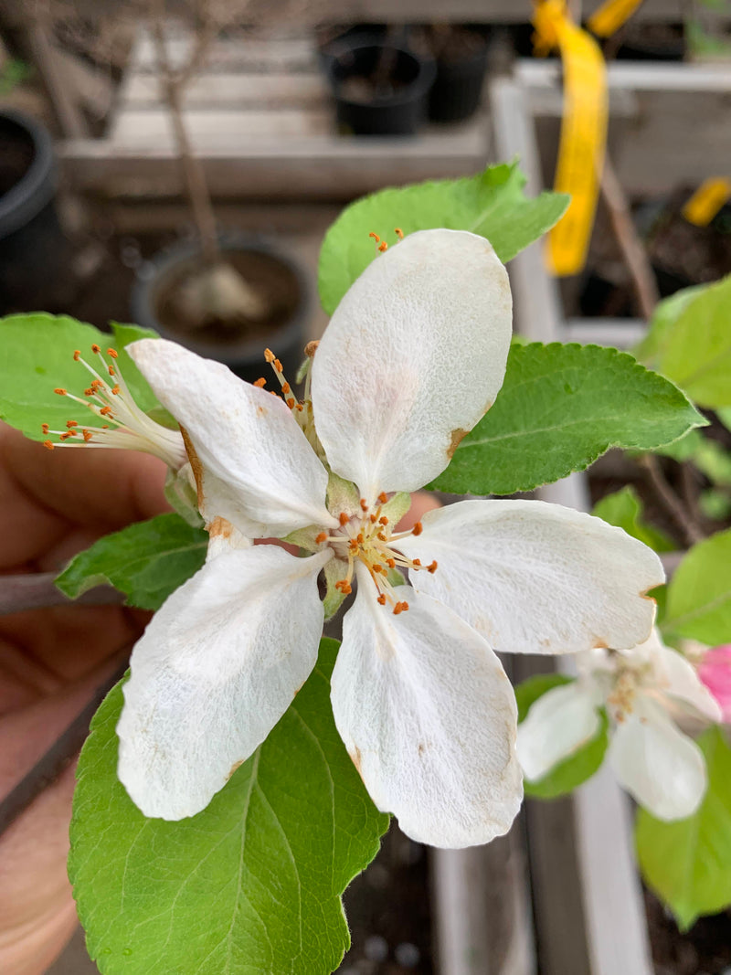 Stayman Winesap Apple Tree