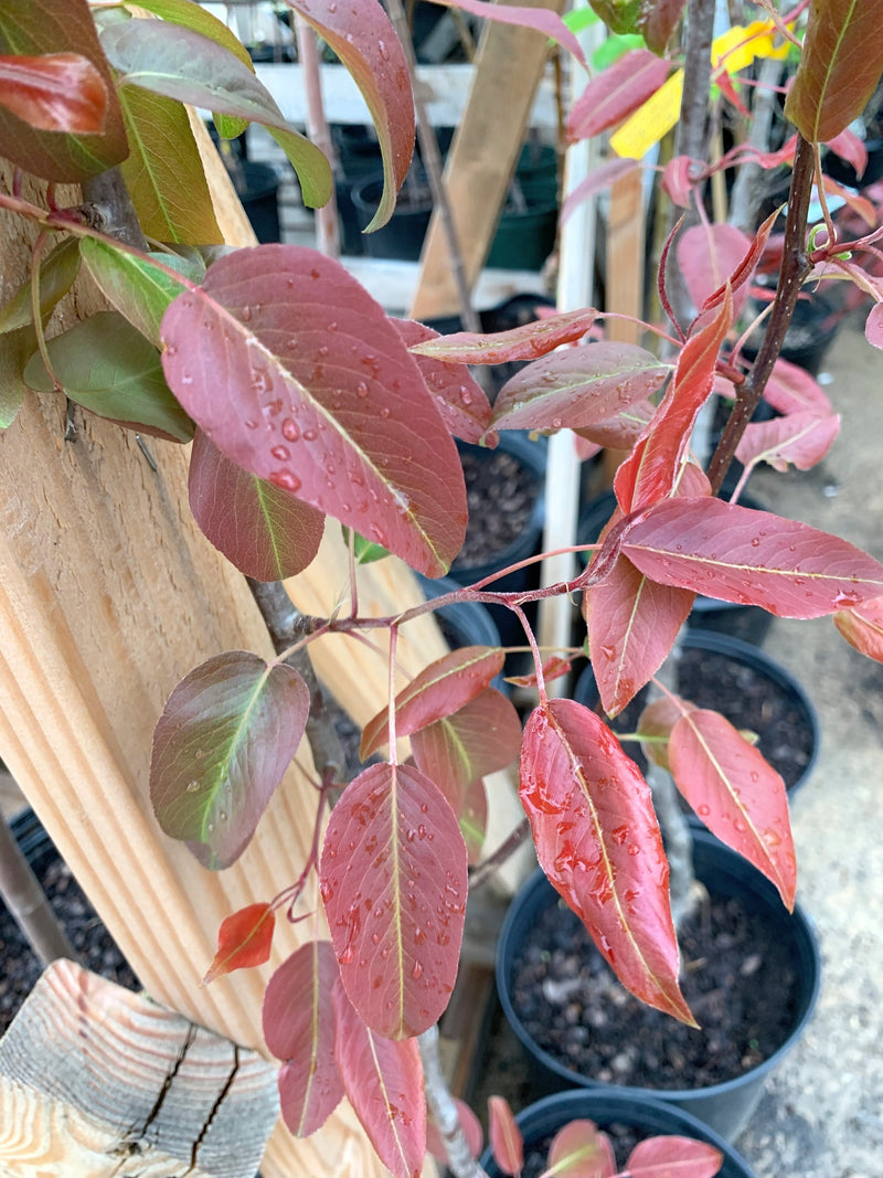 Red D'Anjou Pear Tree
