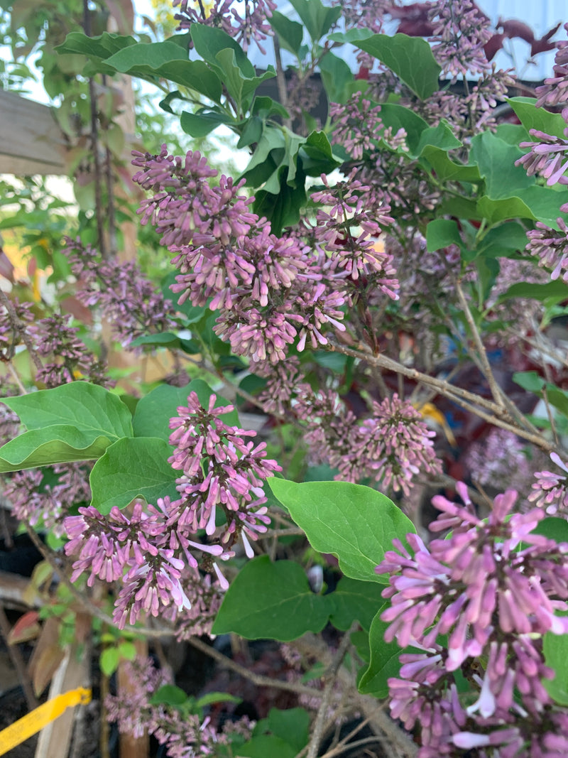 Dwarf Korean Lilac on Standard