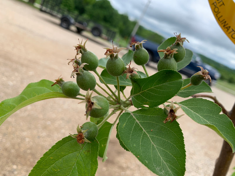 Mont Blanc Crabapple Trees