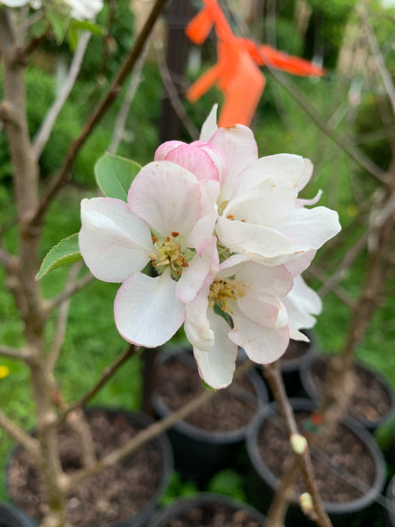 Pink Lady® Apple Trees