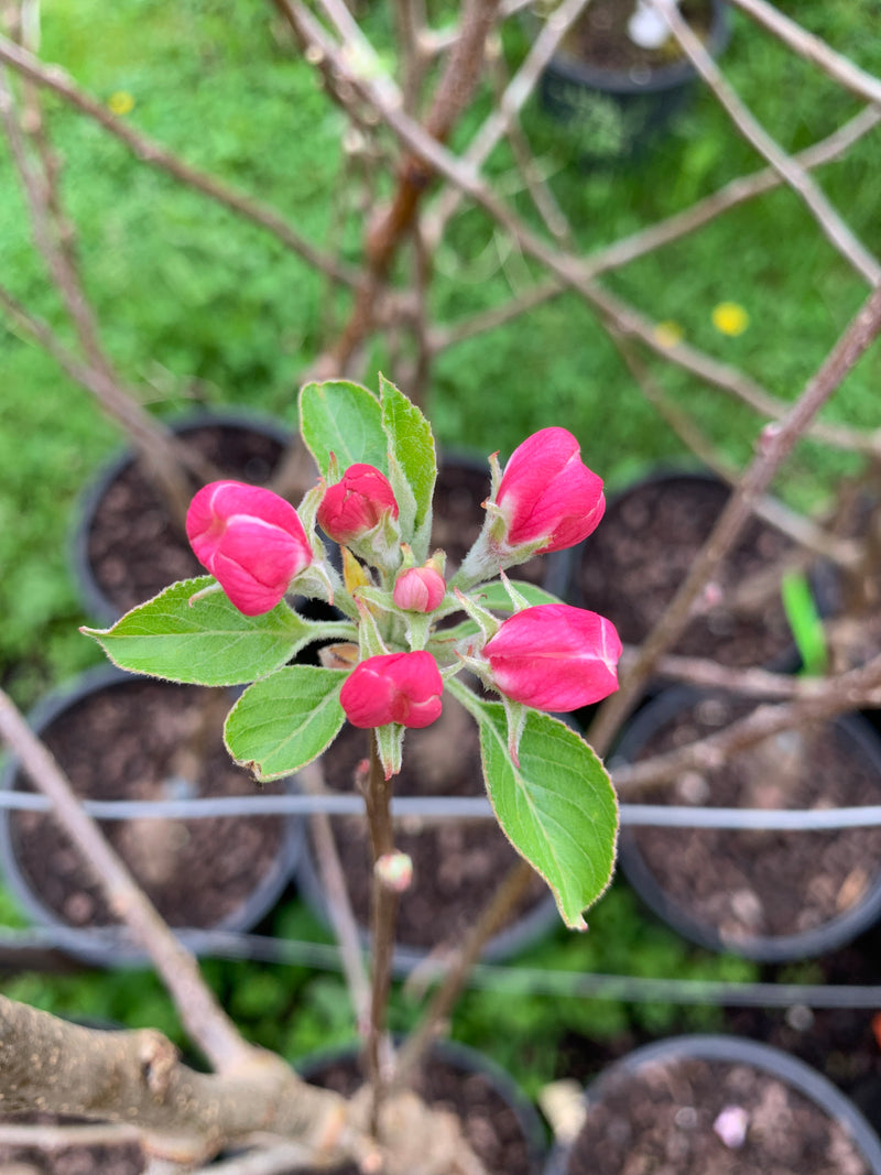 Pink Lady® Apple Trees