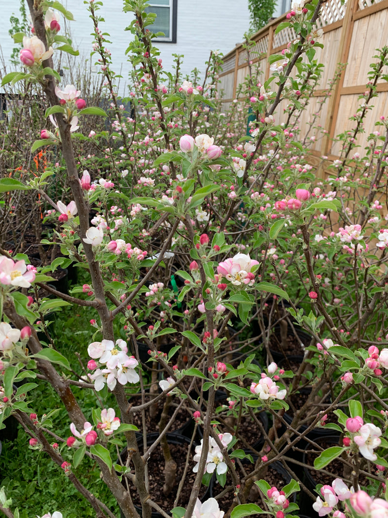 Pink Lady® Apple Trees