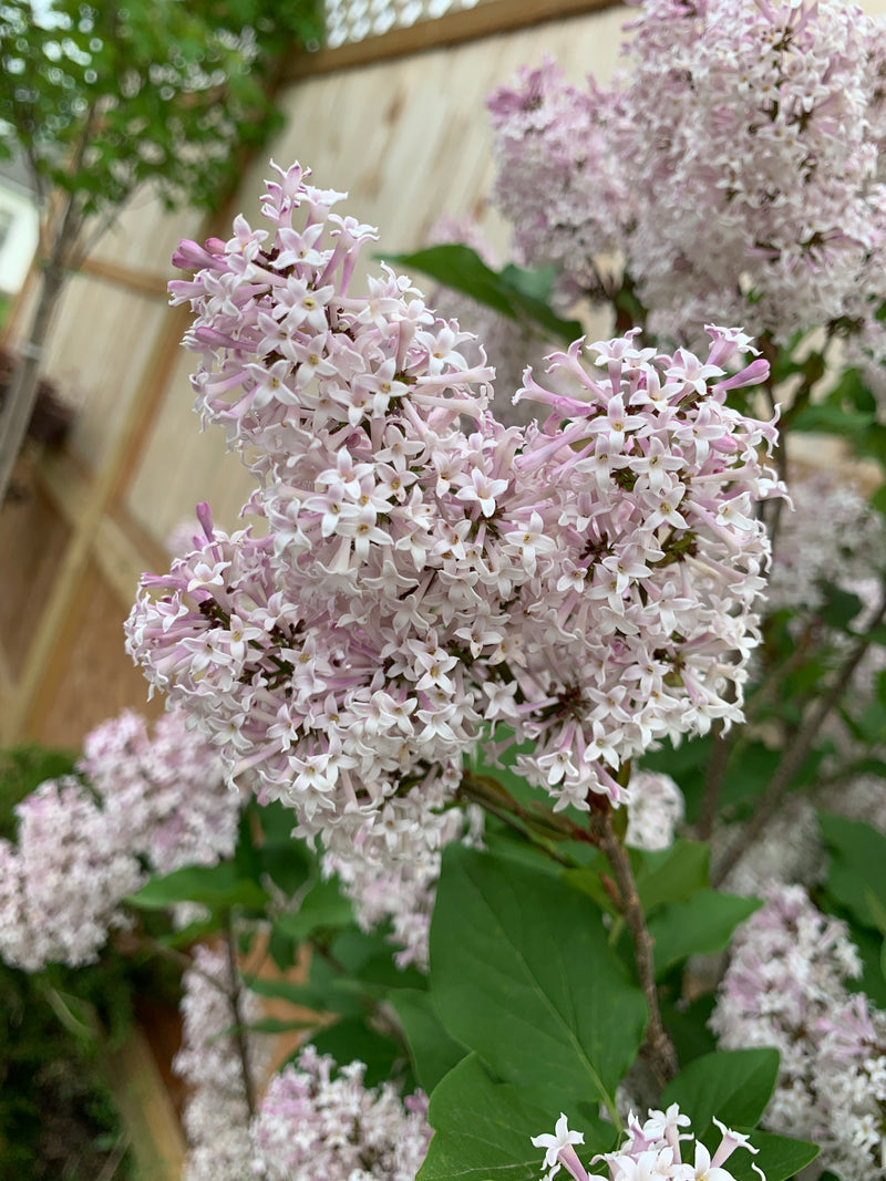 Dwarf Korean Lilac on Standard