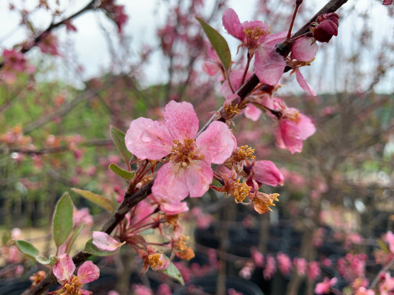 Indian Summer Flowering Crabapple Tree