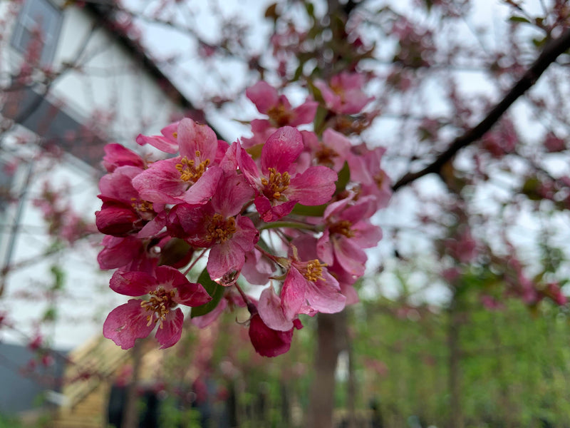 Indian Summer Flowering Crabapple Tree