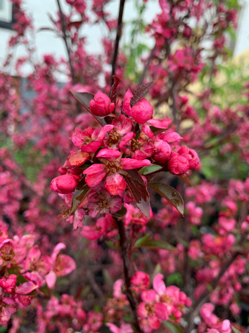 Showtime Crabapple Tree