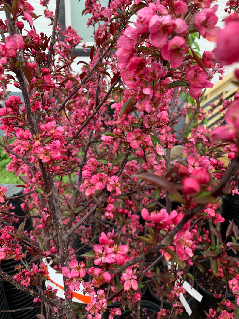 Showtime Crabapple Tree
