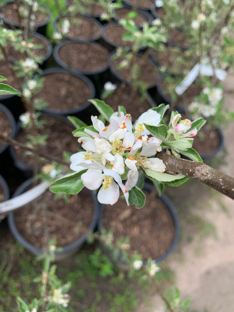 CrimsonCrisp® Apple Tree