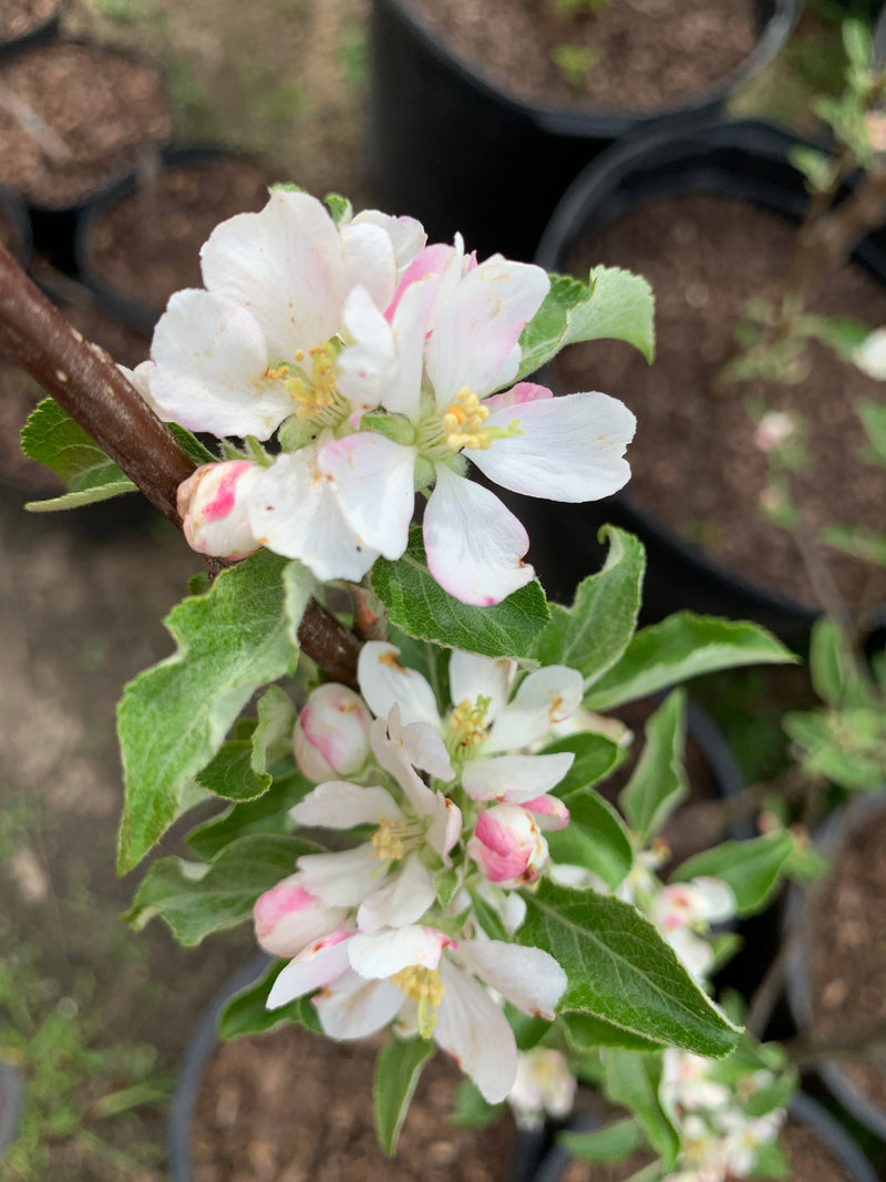 CrimsonCrisp® Apple Tree