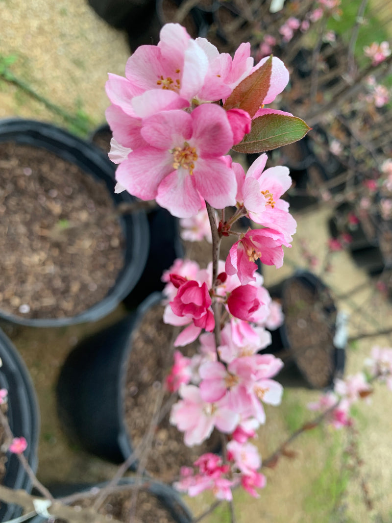 Radiant Flowering Crabapple Tree