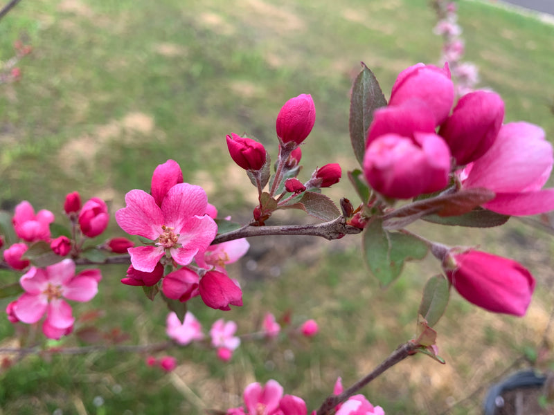 Radiant Flowering Crabapple Tree