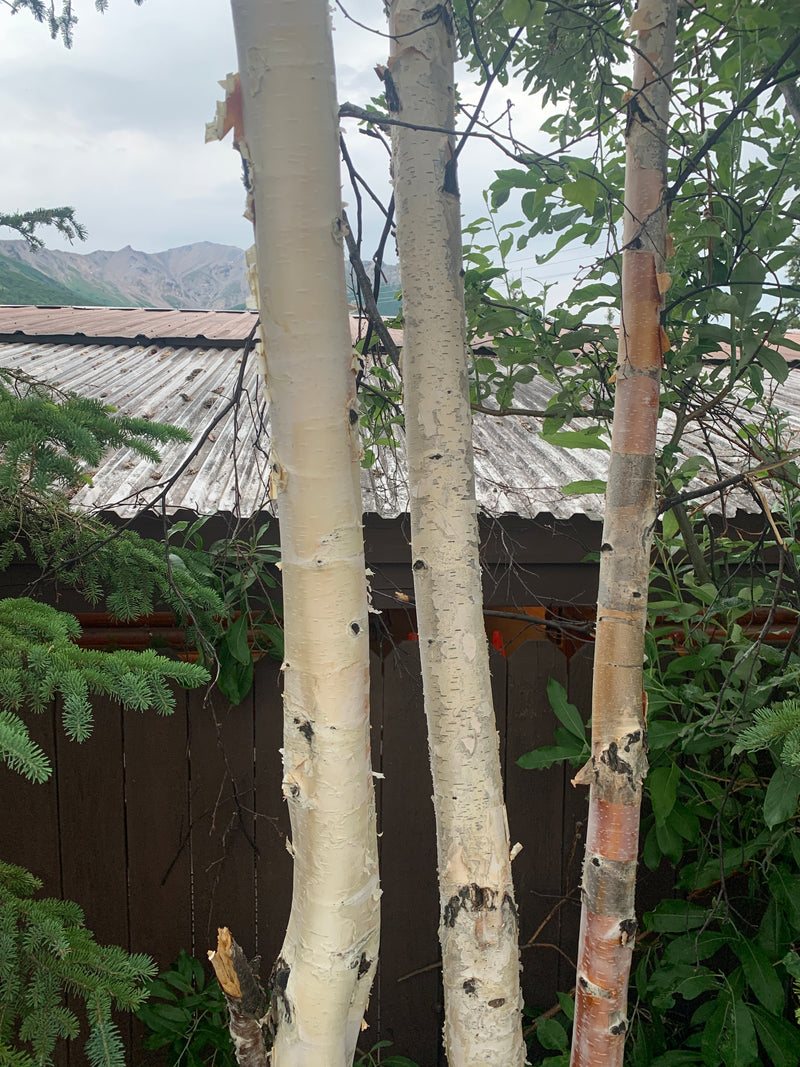 Paper Birch Trees