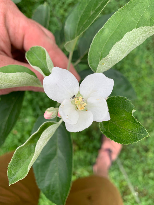 Red Gravenstein Apple