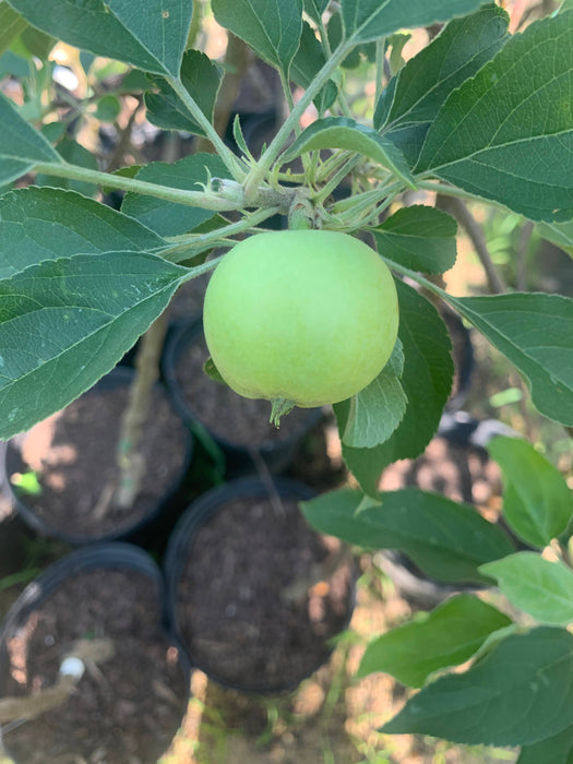 Yellow Transparent Apple