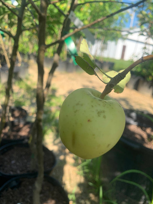 Yellow Transparent Apple