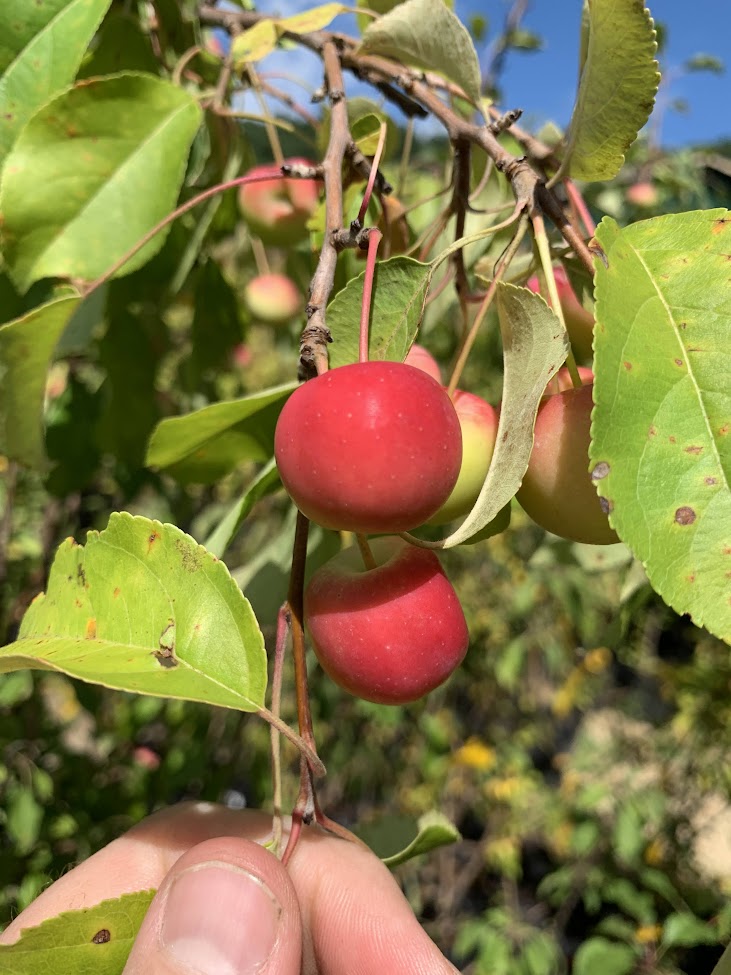 Manchurian Crabapple Trees