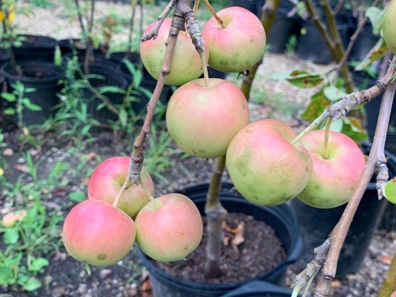 Bramley's Seedling Apple Tree
