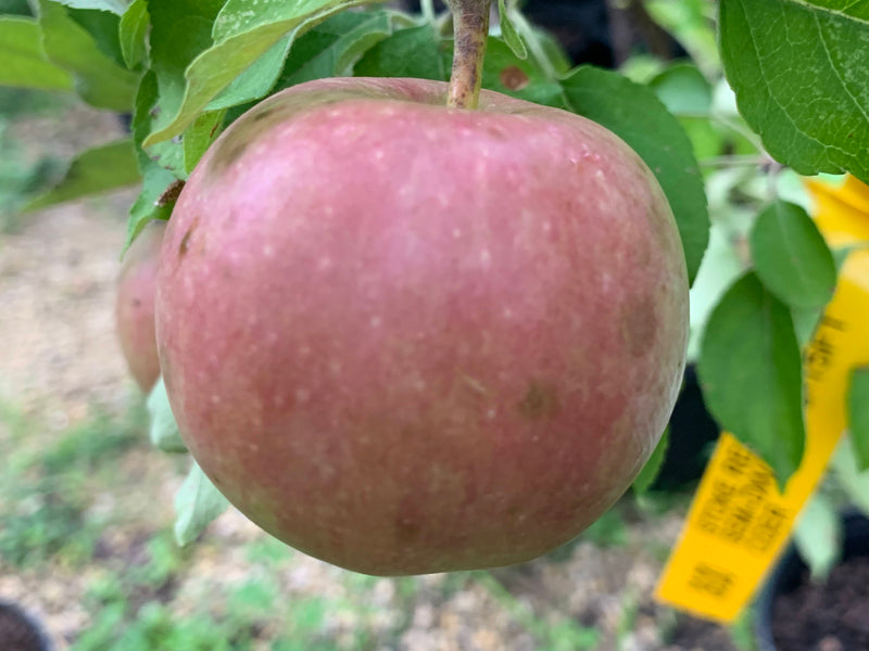 Stoke Red Apple Tree