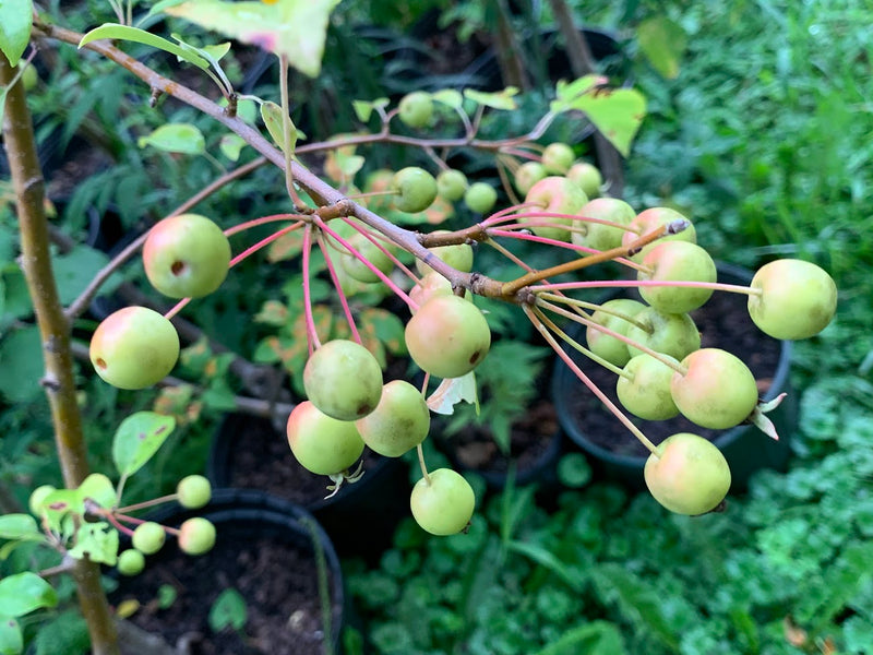 Frettingham Crabapple Trees
