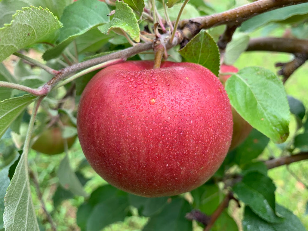 その他 sylver Apples SnowSweet® Apple Tree — Roots to Fruits Nursery