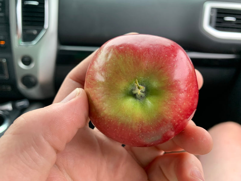 Snowsweet Apple Tree