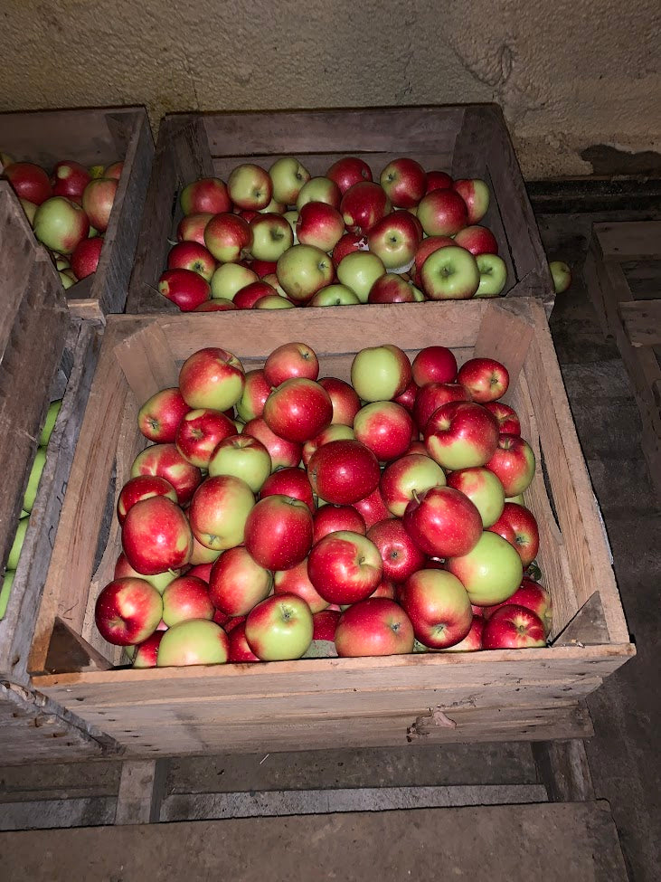 Kickapoo Spice Apple Tree