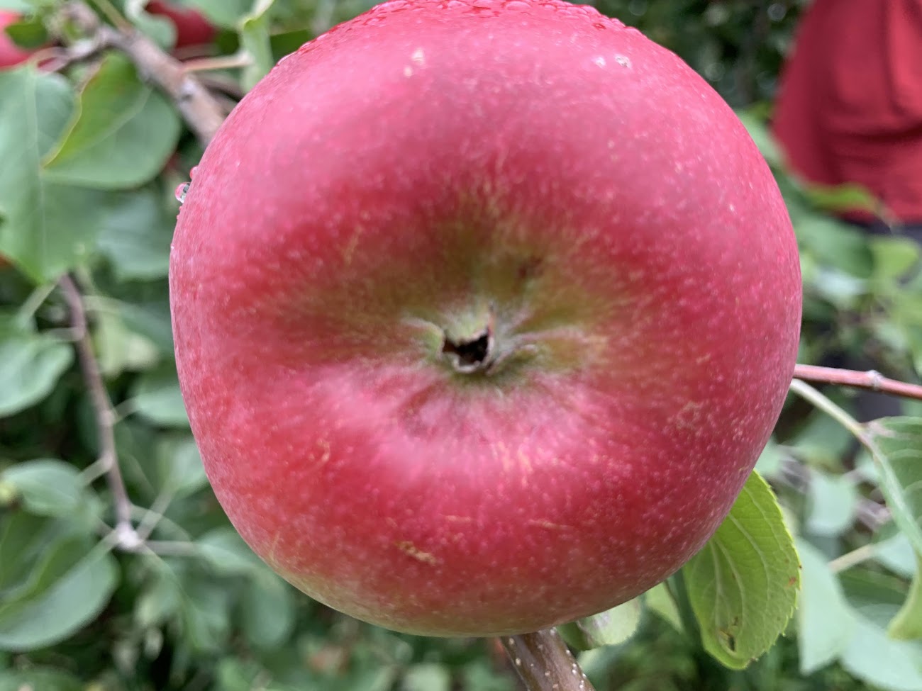 Zestar!® Apple Tree — Roots to Fruits Nursery